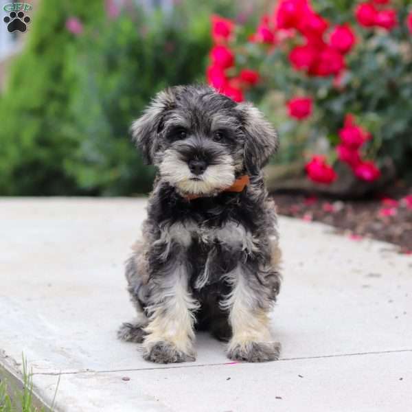 Charlie, Miniature Schnauzer Puppy
